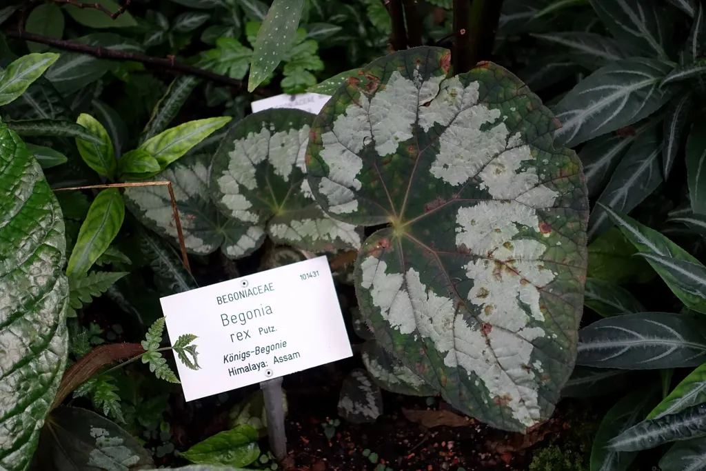 king begonia (Begonia rex) – in a garden setting, plant photo