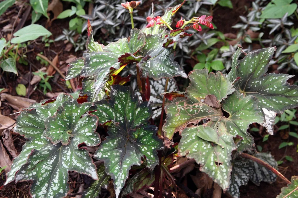 king begonia (Begonia rex) – leaves and shoots, plant photo