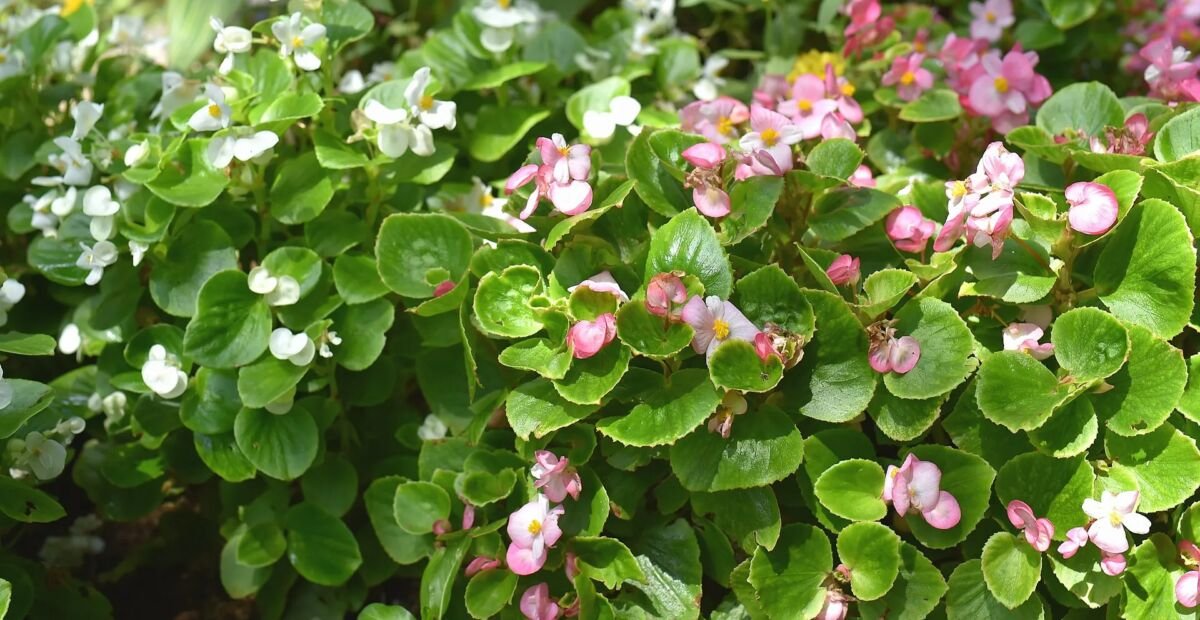 Begonia semperflorens – Pflanzenfoto
