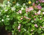 Begonia semperflorens – Pflege