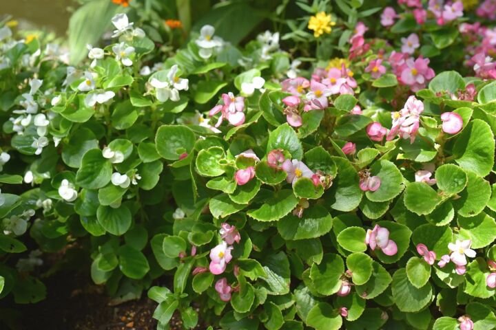 Begonia semperflorens