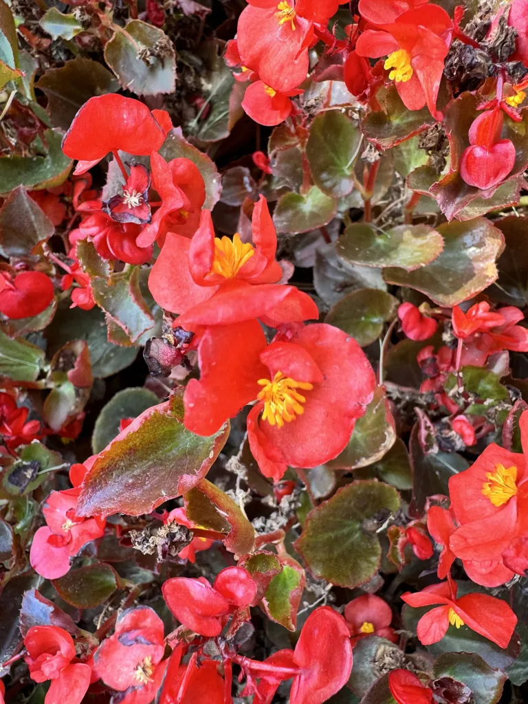 Begonia semperflorens care guide (Begonia semperflorens) – characteristic appearance, plant photo