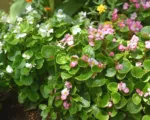 Begonia semperflorens care guide