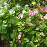 Begonia semperflorens care guide (Begonia semperflorens) – plant photo