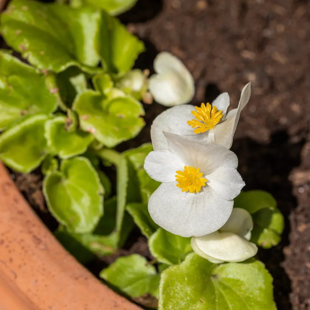 Begonia semperflorens care guide (Begonia semperflorens) – flowers in close-up, plant photo
