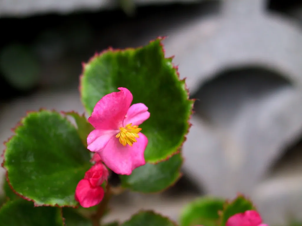 Begonia semperflorens care guide (Begonia semperflorens) – characteristic appearance, plant photo