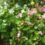 Begonia semperflorens – pestovanie a starostlivosť (Begonia semperflorens) – fotografia rastliny