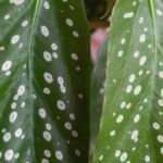 begónia škvrnitá (Begonia maculata) – fotografia rastliny
