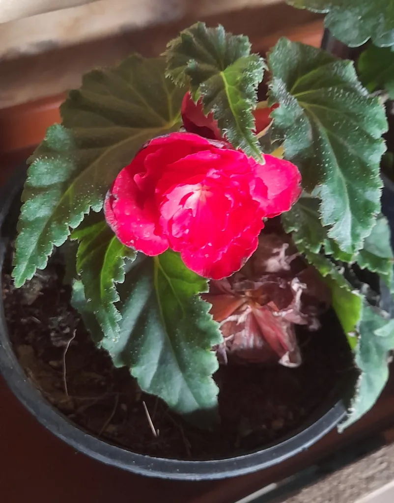 Begonia ‘Tuberhybrida’ (Begonia 'Tuberhybrida') – flowers in close-up, plant photo