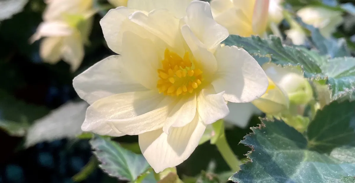 Begonia 'Tuberhybrida' – plant photo