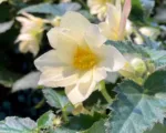 Begonia ‘Tuberhybrida’