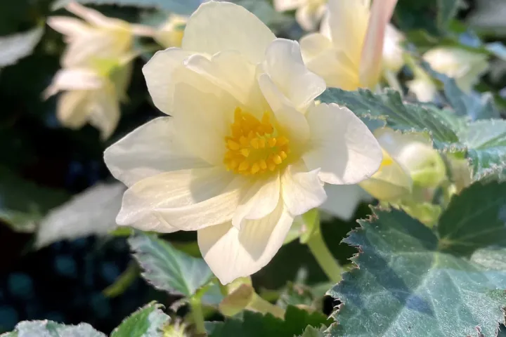 Begonia 'Tuberhybrida'
