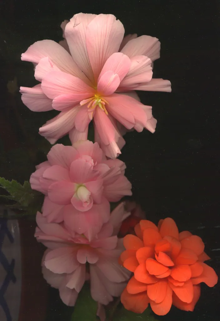 Begonia ‘Tuberhybrida’ (Begonia 'Tuberhybrida') – flowers in close-up, plant photo