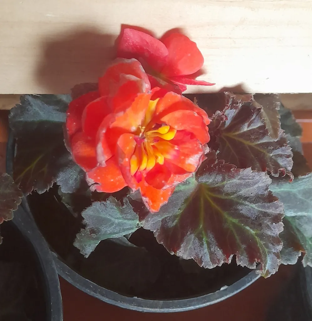 Begonia ‘Tuberhybrida’ (Begonia 'Tuberhybrida') – flowers in close-up, plant photo