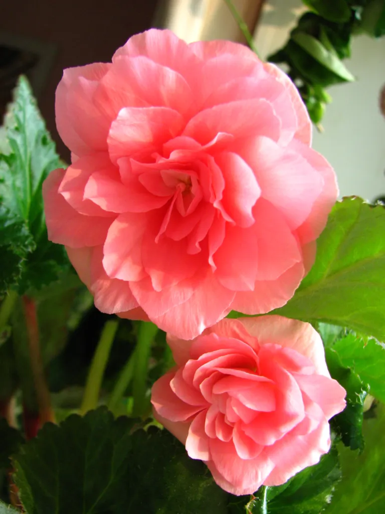 Begonia ‘Tuberhybrida’ (Begonia 'Tuberhybrida') – in a garden setting, plant photo