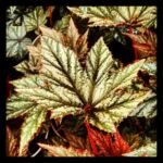 Begonie 'Gryphon' (Begonia 'Gryphon') – Pflanzenfoto