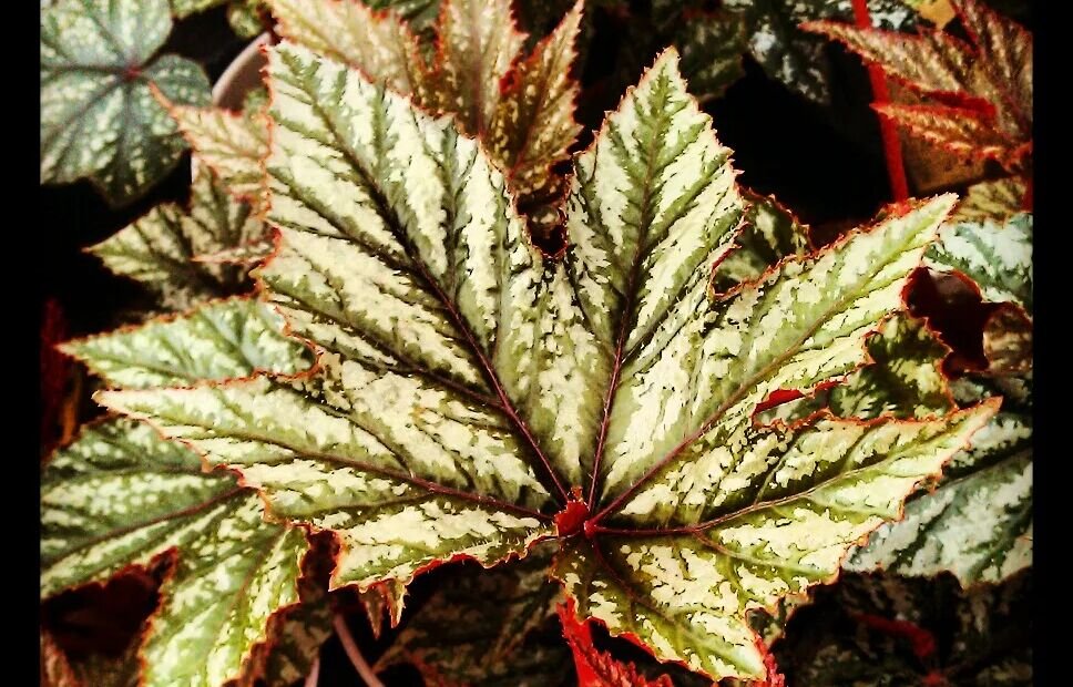 Begonie 'Gryphon' (Begonia 'Gryphon') – Pflanzenfoto