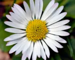 Sedmokráska obyčajná (Bellis perennis) – pestovanie a starostlivosť