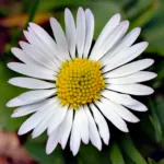 margaritas (Bellis perennis) – flowers in close-up, plant photo