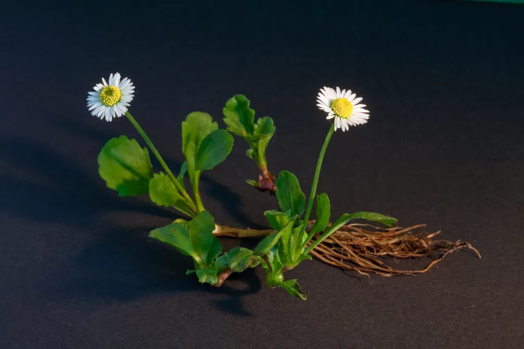 margaritas (Bellis perennis) – flowers in close-up, plant photo