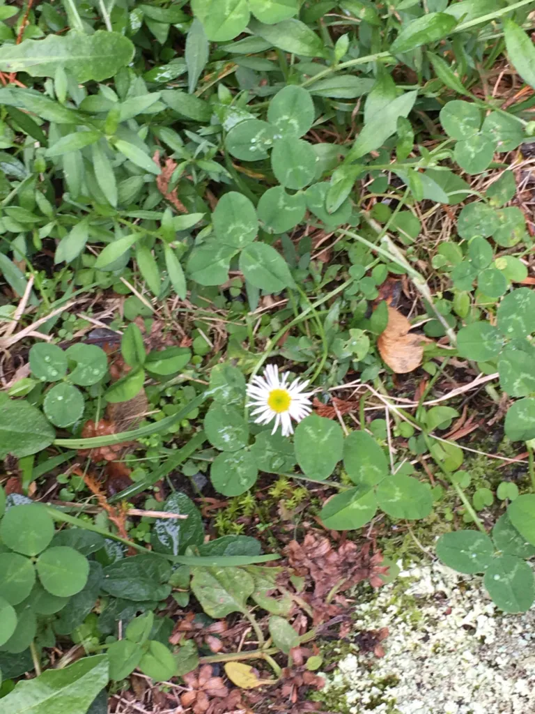 margaritas (Bellis perennis) – in a garden setting, plant photo