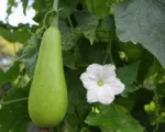 Benincasa fistulosa care guide