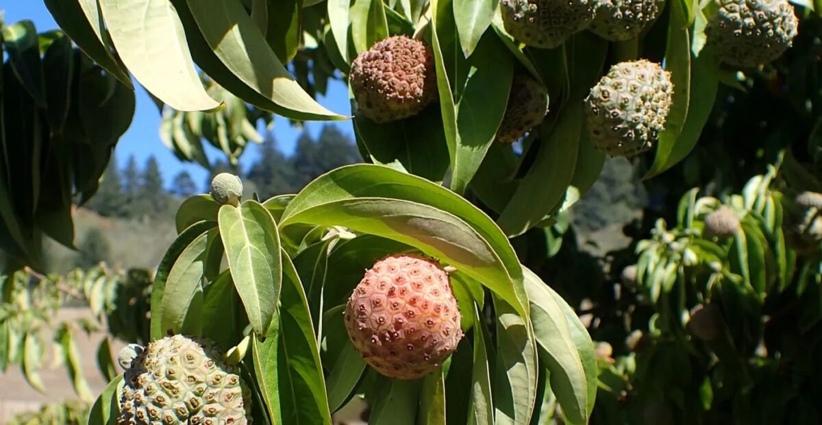 Benthams Hartriegel (Cornus capitata) – Pflanzenfoto