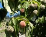 Benthams Hartriegel (Cornus capitata) – Pflege