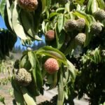 Benthams Hartriegel (Cornus capitata) – Pflanzenfoto