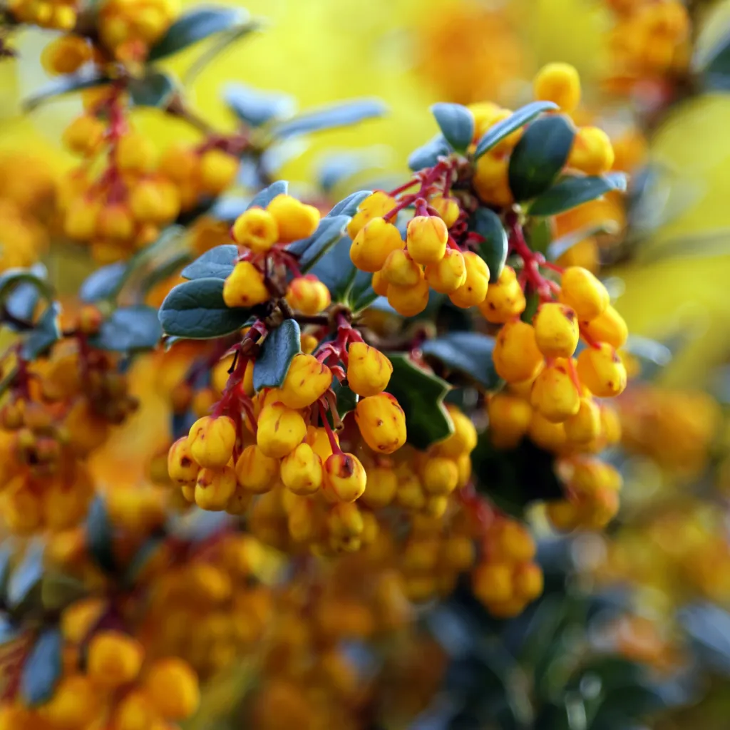 Darwin's Barberry (Berberis darwinii) – natural growth habit, plant photo