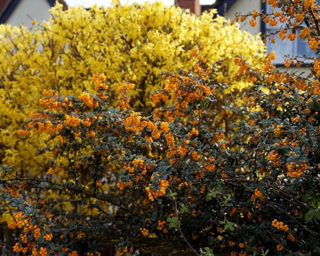 Darwin's Barberry (Berberis darwinii) – natural growth habit, plant photo