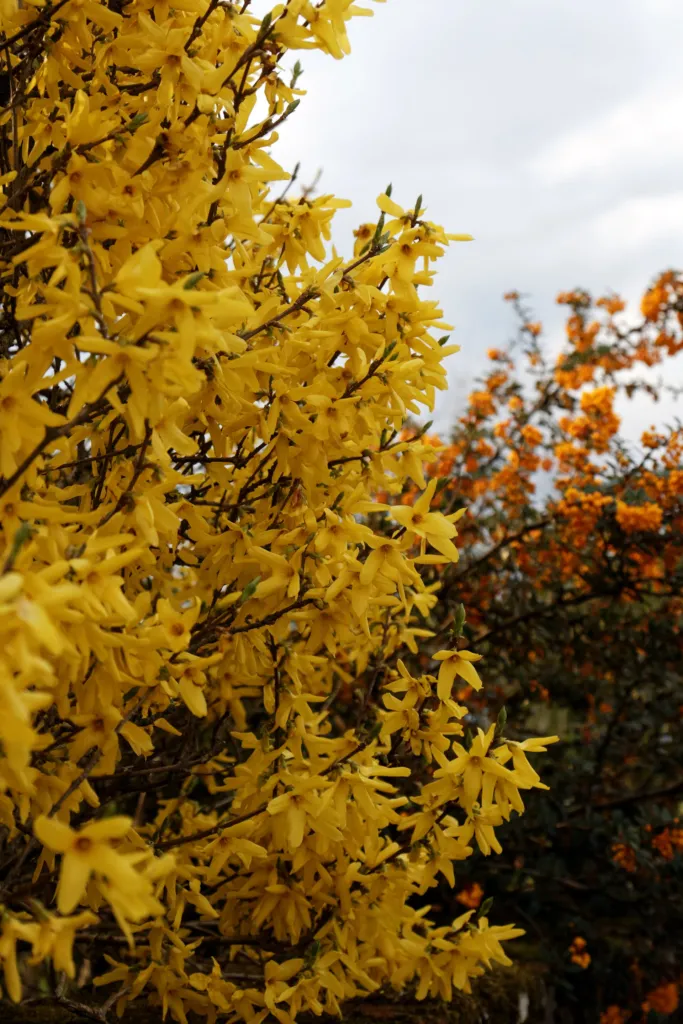 Darwin's Barberry (Berberis darwinii) – natural growth habit, plant photo