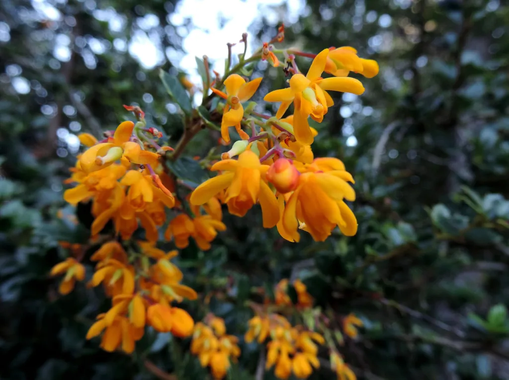 Darwin's Barberry (Berberis darwinii) – in a garden setting, plant photo