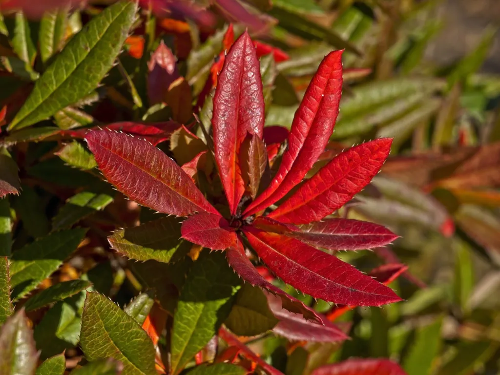 wintergreen barberry (Berberis julianae) – in a garden setting, plant photo