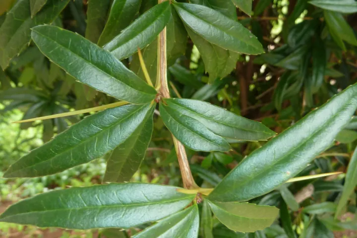 Berberis julianae