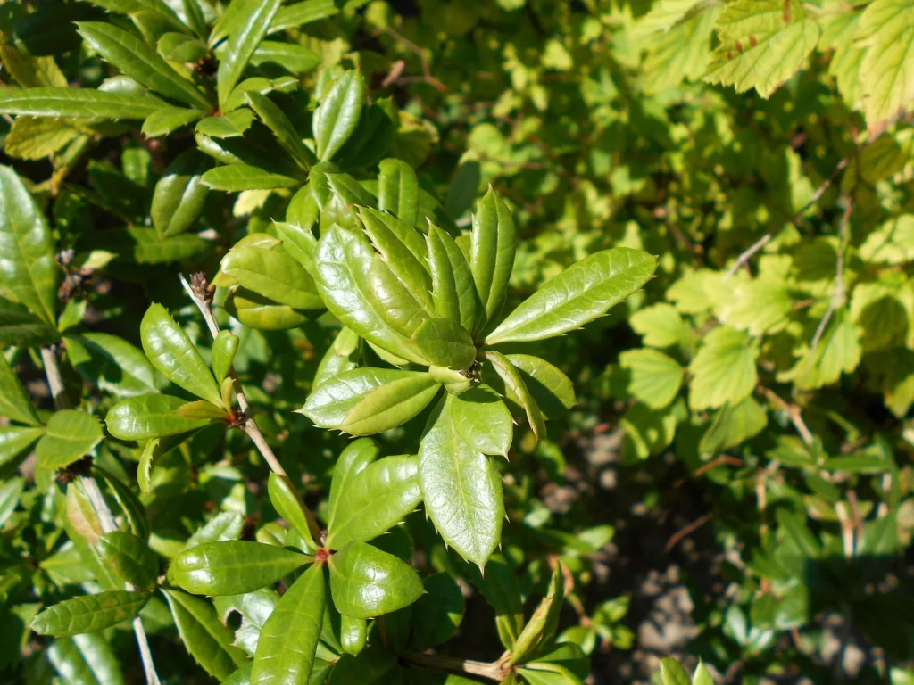 wintergreen barberry (Berberis julianae) – in a garden setting, plant photo
