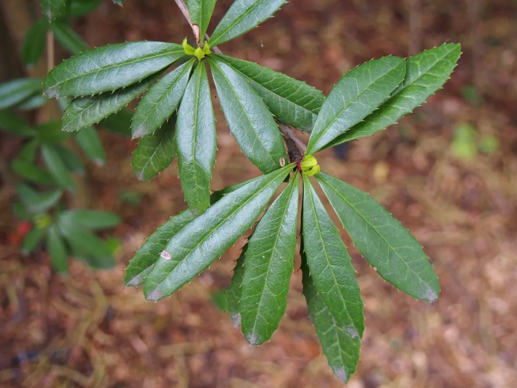 wintergreen barberry (Berberis julianae) – leaves and shoots, plant photo
