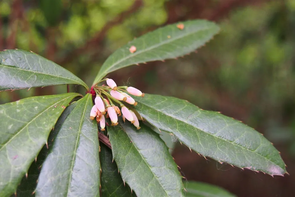 wintergreen barberry (Berberis julianae) – fruit in close-up, plant photo