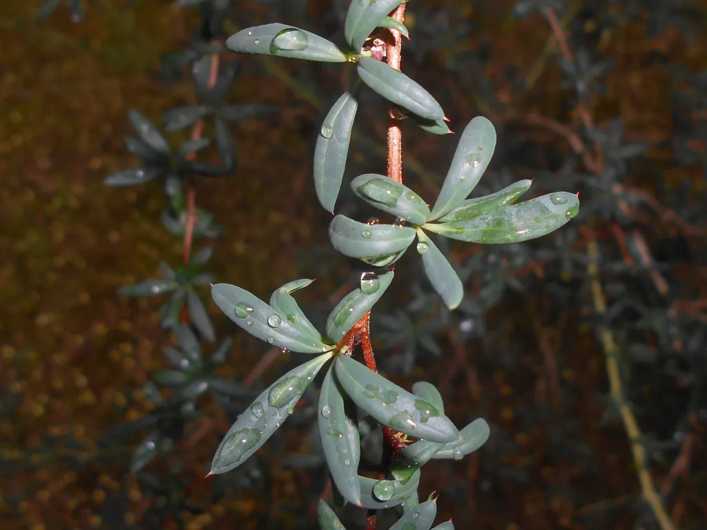 Hedge Barberry (Berberis stenophylla) – characteristic appearance, plant photo