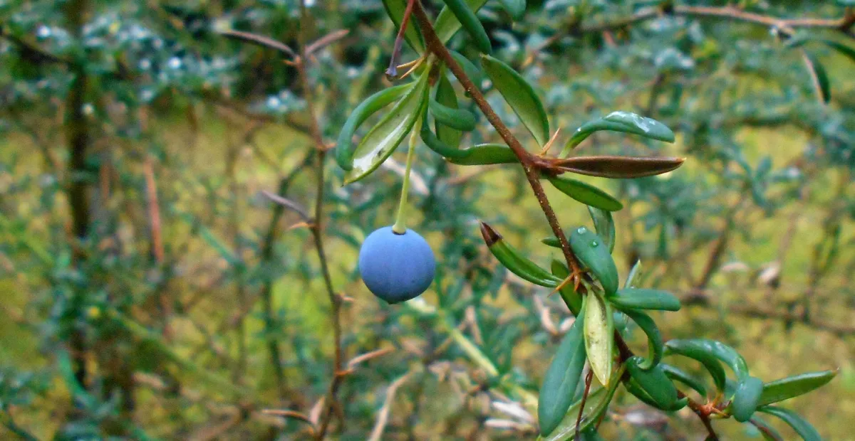 Hedge Barberry (Berberis stenophylla) – plant photo
