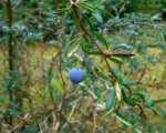 Hedge Barberry (Berberis stenophylla) care guide