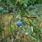 Hedge Barberry (Berberis stenophylla) – plant photo