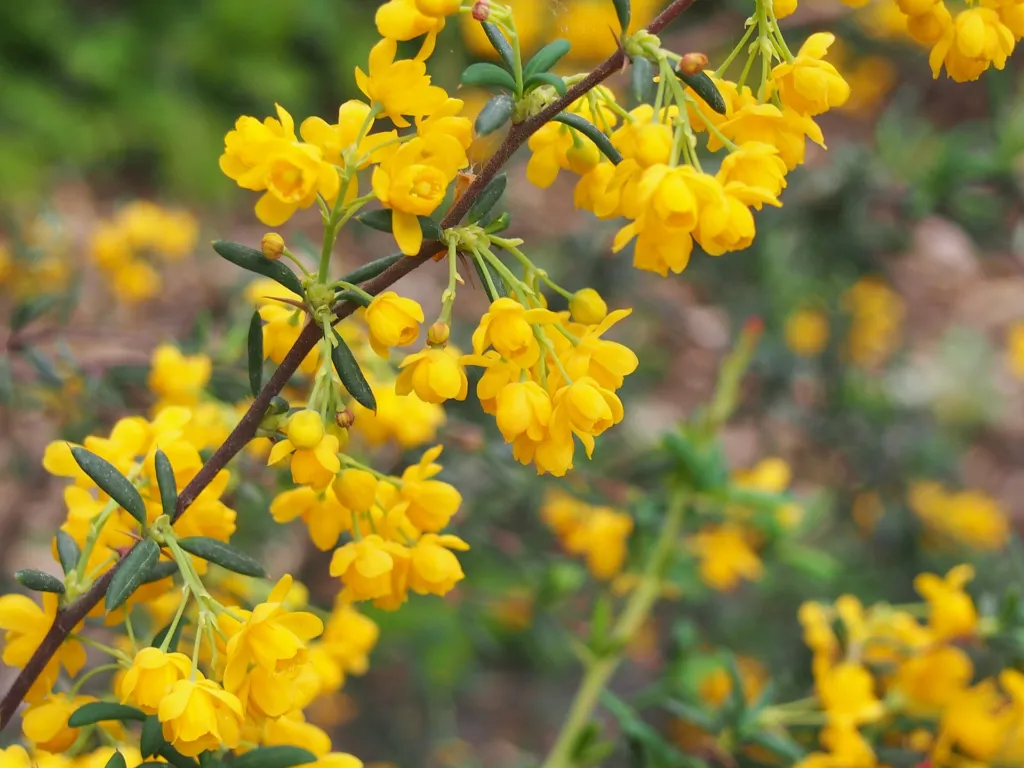 Hedge Barberry (Berberis stenophylla) – flowers in close-up, plant photo