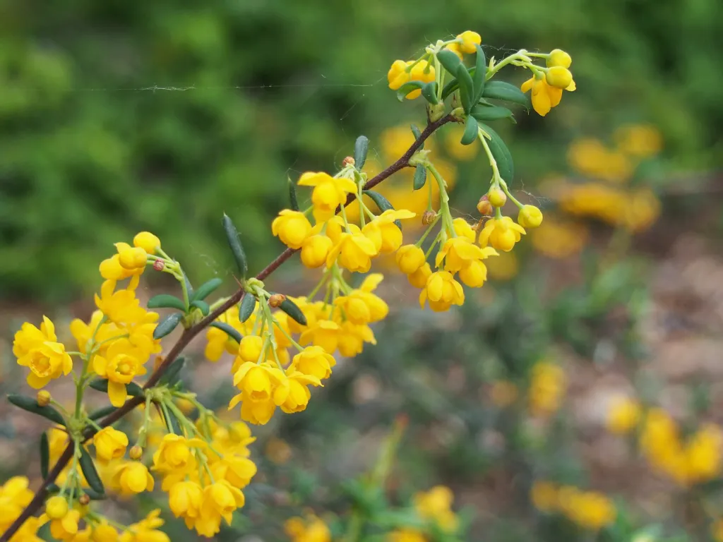 Hedge Barberry (Berberis stenophylla) – flowers in close-up, plant photo