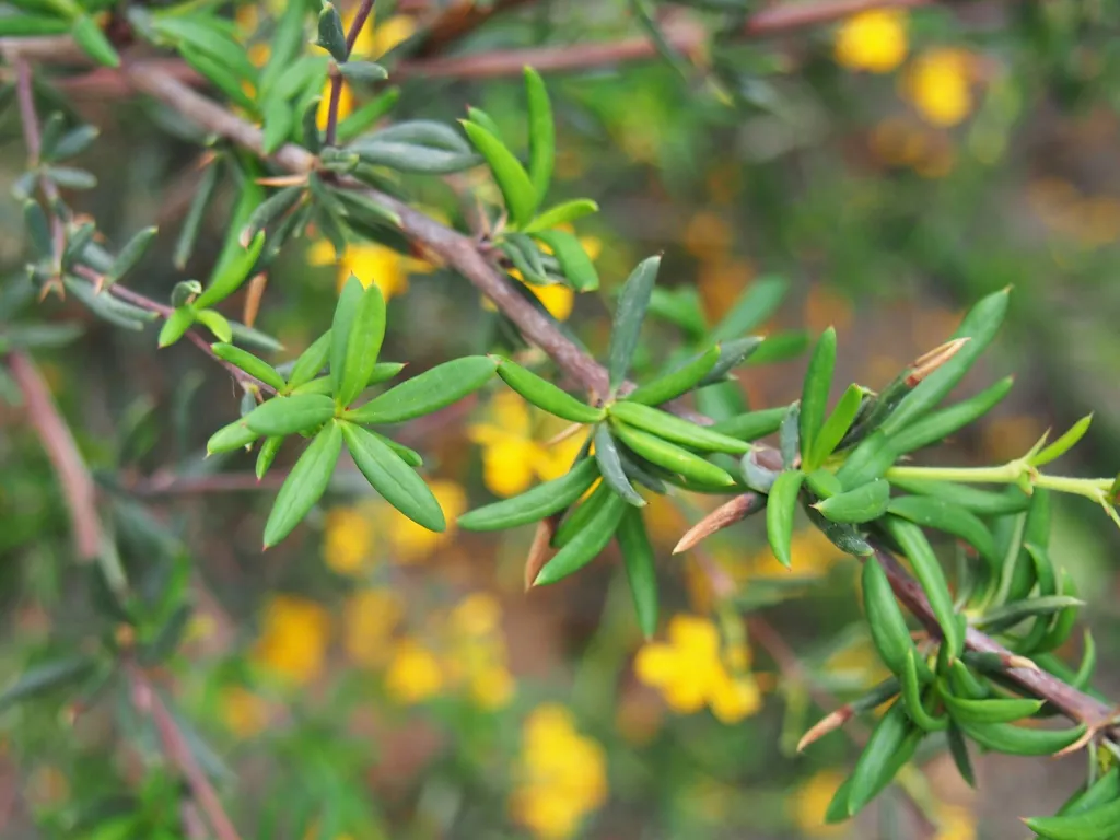 Hedge Barberry (Berberis stenophylla) – in a garden setting, plant photo