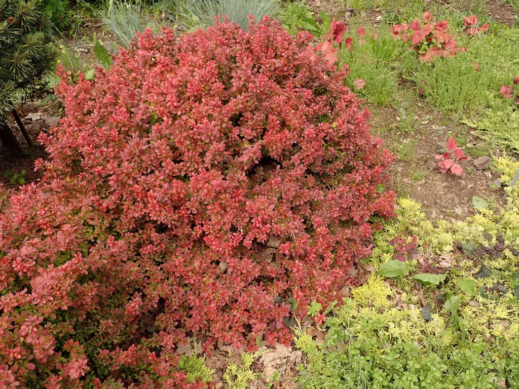Admiration (Berberis thunbergii ‘Admiration’) (Berberis thunbergii 'Admiration')