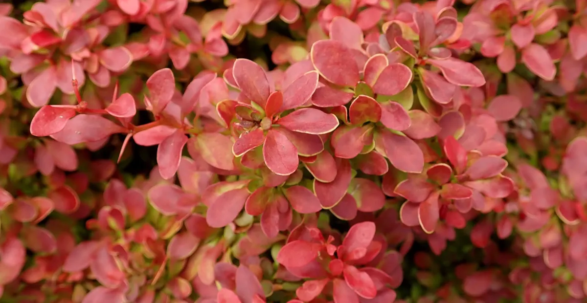 Berberis thunbergii 'Admiration' – plant photo