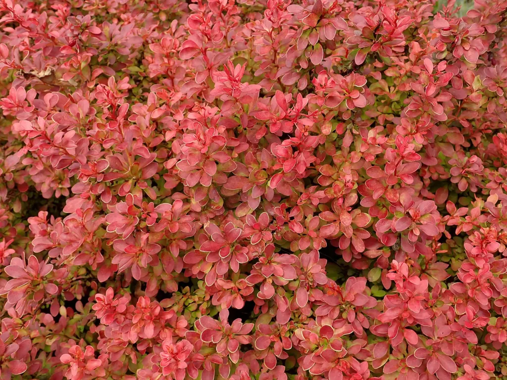 Admiration (Berberis thunbergii ‘Admiration’) (Berberis thunbergii 'Admiration')