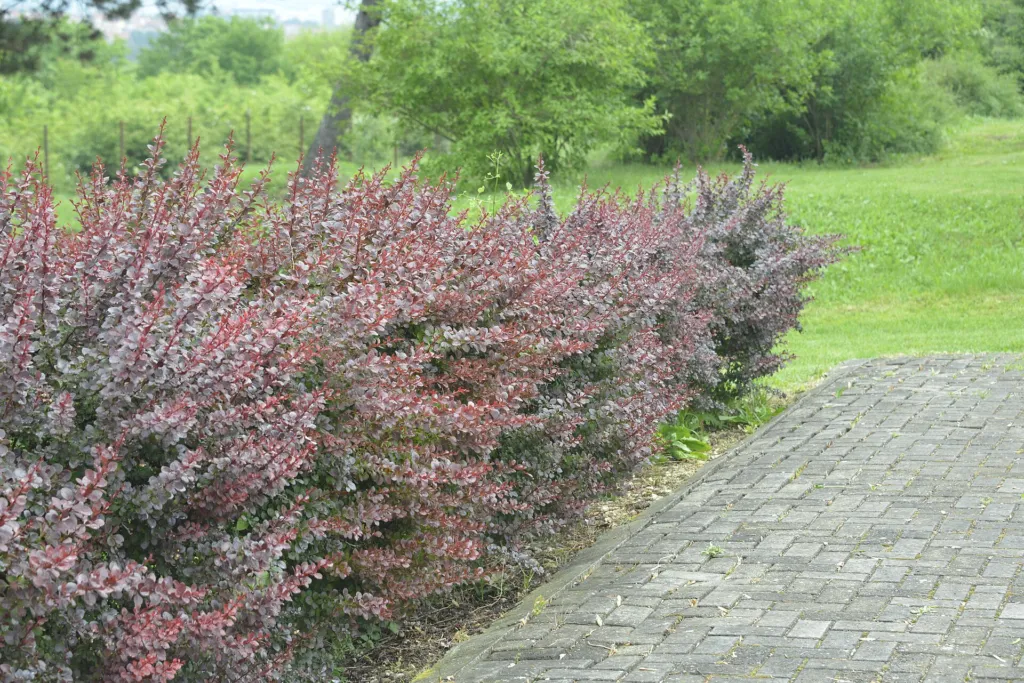 Atropurpurea (Berberis thunbergii ‘Atropurpurea’) (Berberis thunbergii 'Atropurpurea')