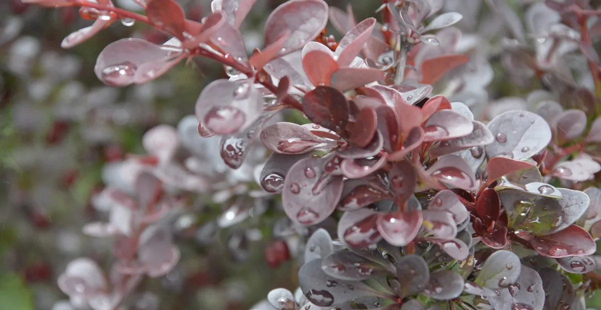 Berberis thunbergii 'Atropurpurea' – plant photo